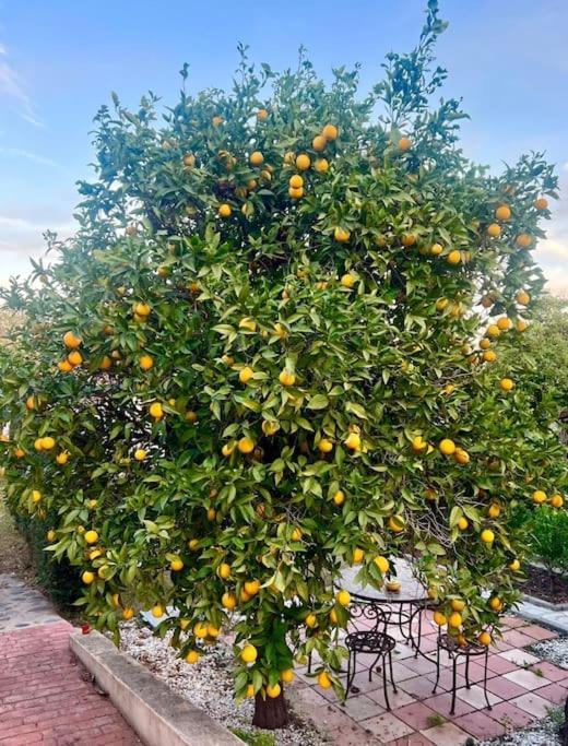Finca Tierra Sana Estepona Zewnętrze zdjęcie