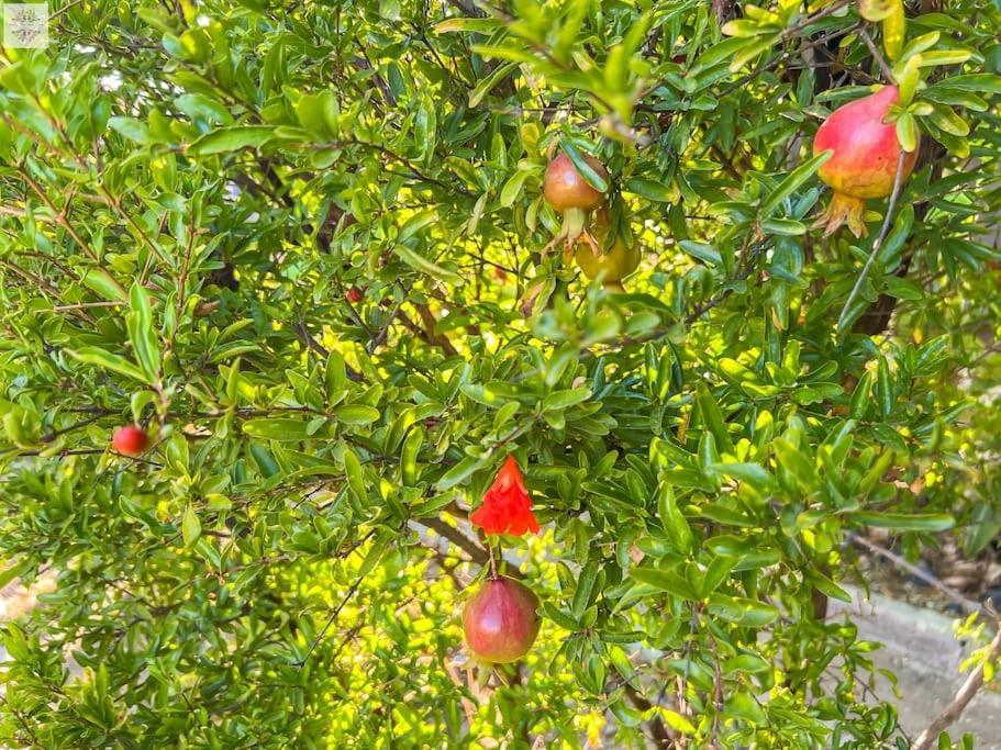 Finca Tierra Sana Estepona Zewnętrze zdjęcie
